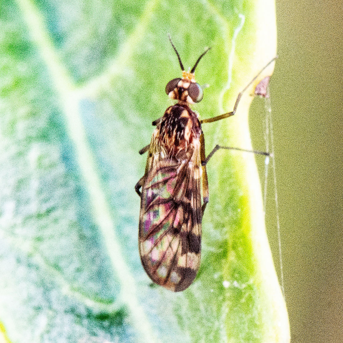 Wood Gnat  -  Sylvicola dubius  Australia,Fall,Geotagged,Sylvicola dubius