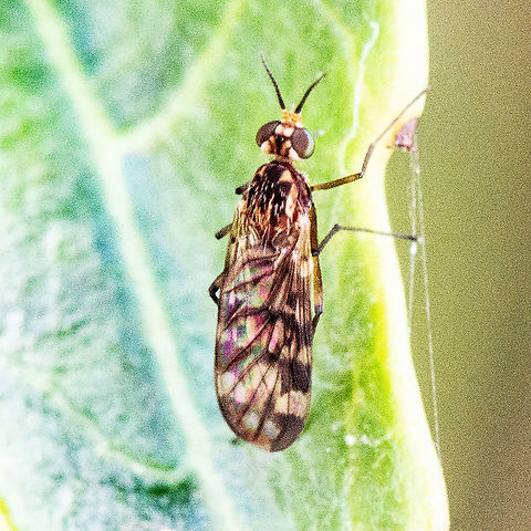 Wood Gnat  -  Sylvicola dubius  Australia,Fall,Geotagged,Sylvicola dubius