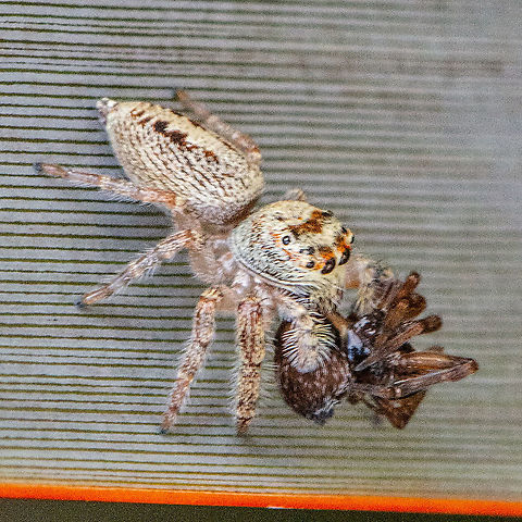 Jumping into Breakfast - Opisthoncus parcedentatus Female devouring male Australia,Fall,Garden jumping spider,Geotagged,Hypoblemum scutulatum,Opisthoncus parcedentatus,White-banded House Jumping Spider