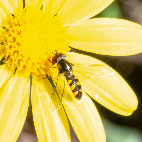 Common Hover Fly This Hoverfly (Family Syrphidae) is often mistaken for a native bee because it sips nectar from flowers and its black and yellow bands look like those of a bee. Its remarkable ability to hover in mid air and its very short antennae help distinguish it from a bee. Hover flies can be useful flower pollinators and they also can help control aphids in gardens. Australia,Common Halfband,Fall,Geotagged,Melangyna viridiceps