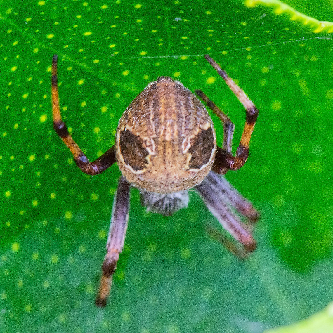 Distinctive markings - Araneus dimidiatus group  Araneus dimidiatus,Australia,Fall,Geotagged,Leaf curling araneid