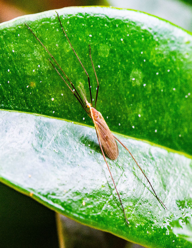 Long Legs - Crane Fly  - Tipuldae  Australia,Crane fly,Fall,Geotagged,Tipulidae