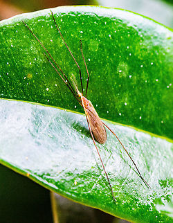 Long Legs - Crane Fly  - Tipuldae  Australia,Crane fly,Fall,Geotagged,Tipulidae