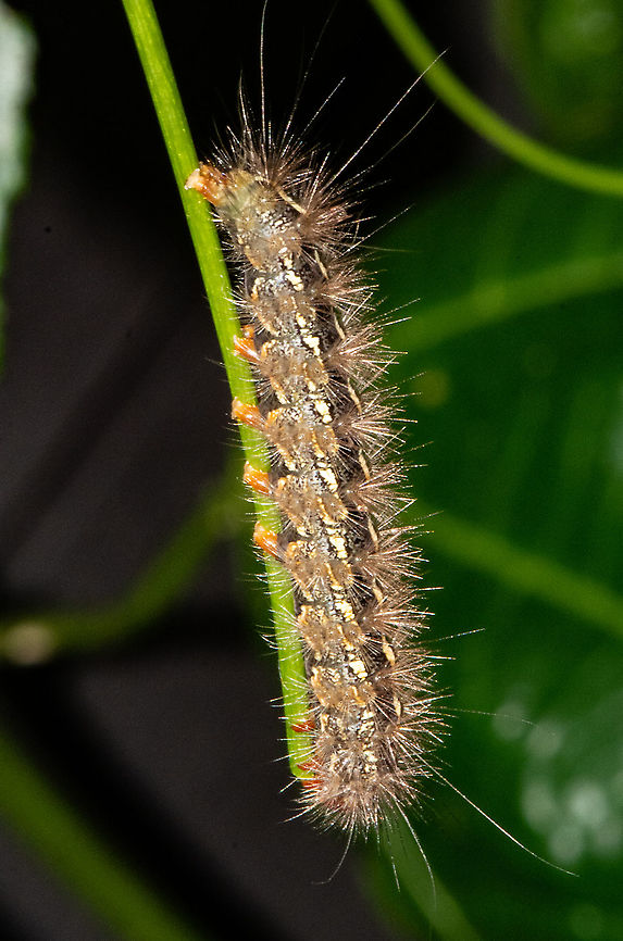Caterpillar  Australia,Fall,Geotagged