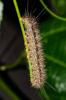 Caterpillar  Australia,Fall,Geotagged