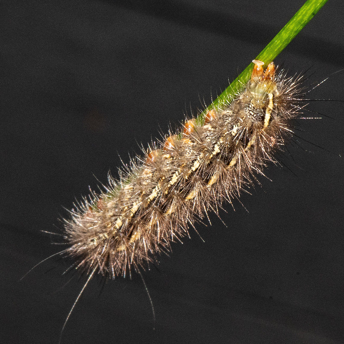 Caterpillar 2  Australia,Fall,Geotagged