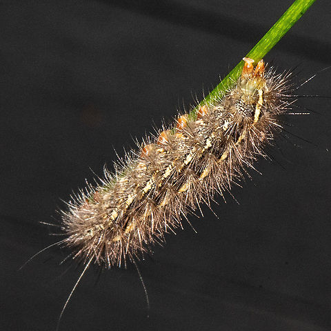 Caterpillar 2  Australia,Fall,Geotagged