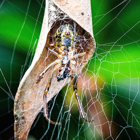 Leaf Curling Spider with prey - Deliochus Pulcher  Australia,Deliochus pulcher,Fall,Geotagged,Leaf curling spider,Phonognatha graeffei
