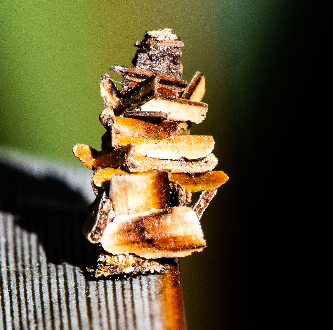 Toast Stack - Bagworm Moth  Abbot's Bagworm Moth,Australia,Australian bagmoth,Bagworm Moth,Cebysa leucotelus,Evergreen bagworm,Fall,Geotagged,Kotochalia junodi,Oiketicus abbotii,Psyche casta,Thyridopteryx ephemeraeformis,Wattle bagworm