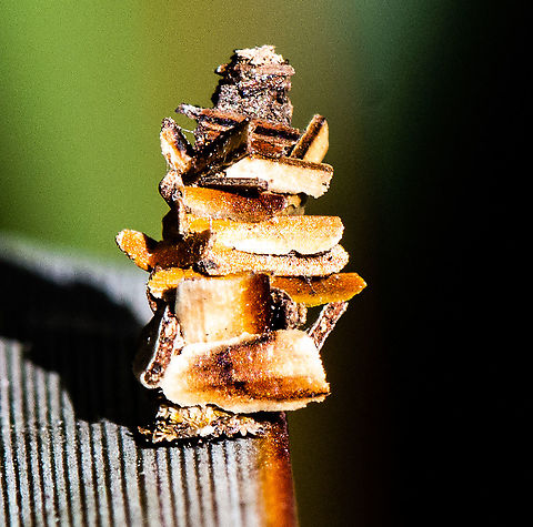 Toast Stack - Bagworm Moth  Abbot's Bagworm Moth,Australia,Australian bagmoth,Bagworm Moth,Cebysa leucotelus,Evergreen bagworm,Fall,Geotagged,Kotochalia junodi,Oiketicus abbotii,Psyche casta,Thyridopteryx ephemeraeformis,Wattle bagworm