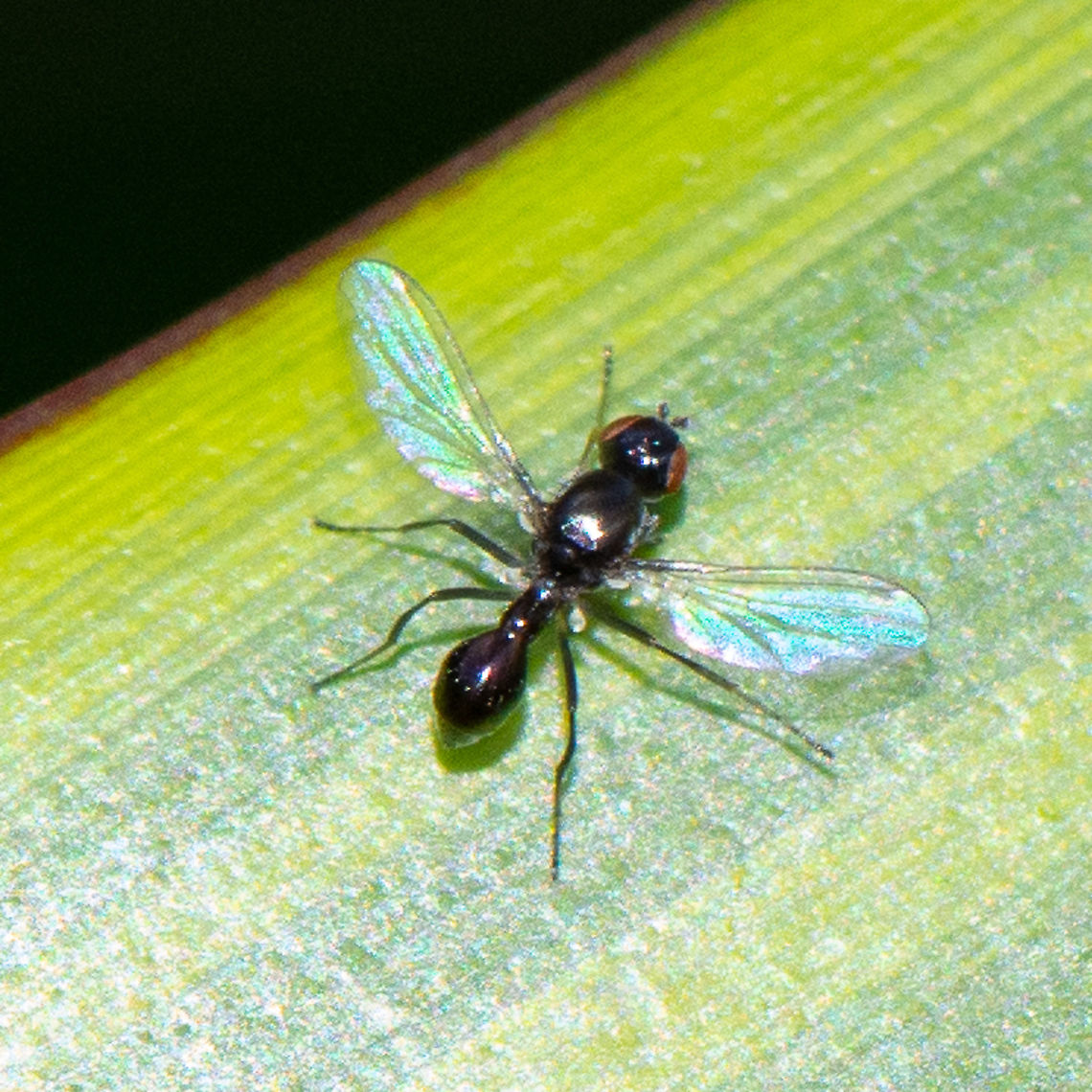 Spotless - Sepsidae - Ant Fly  Australia,Fall,Geotagged,Sepsidae