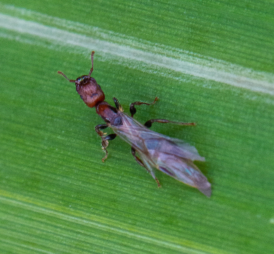 All in the Wings  Australia,Fall,Geotagged