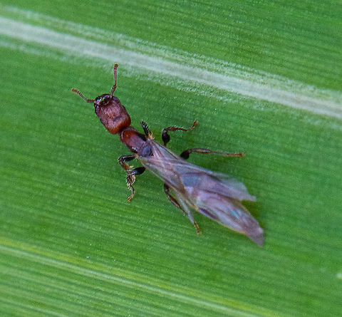All in the Wings  Australia,Fall,Geotagged