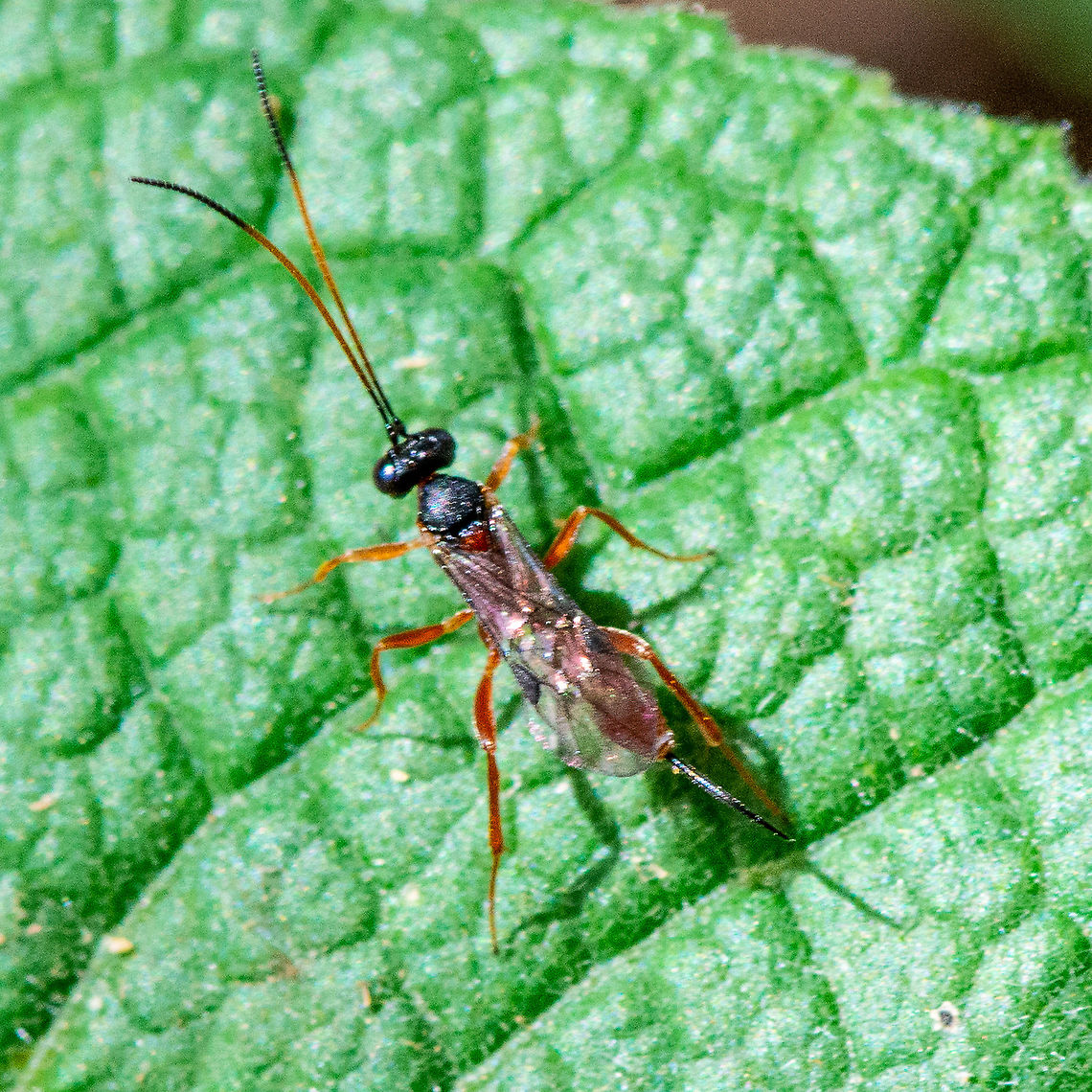 Ichneumon wasp  Australia,Fall,Geotagged,Ichneumon ultimus,Parasitoid Wasp