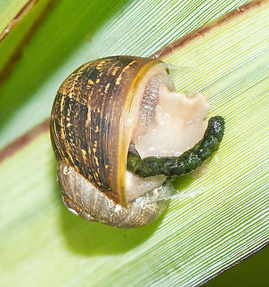 Snail's Trail - The Garden Snail  Australia,Cornu aspersum,Fall,Garden Snail,Geotagged