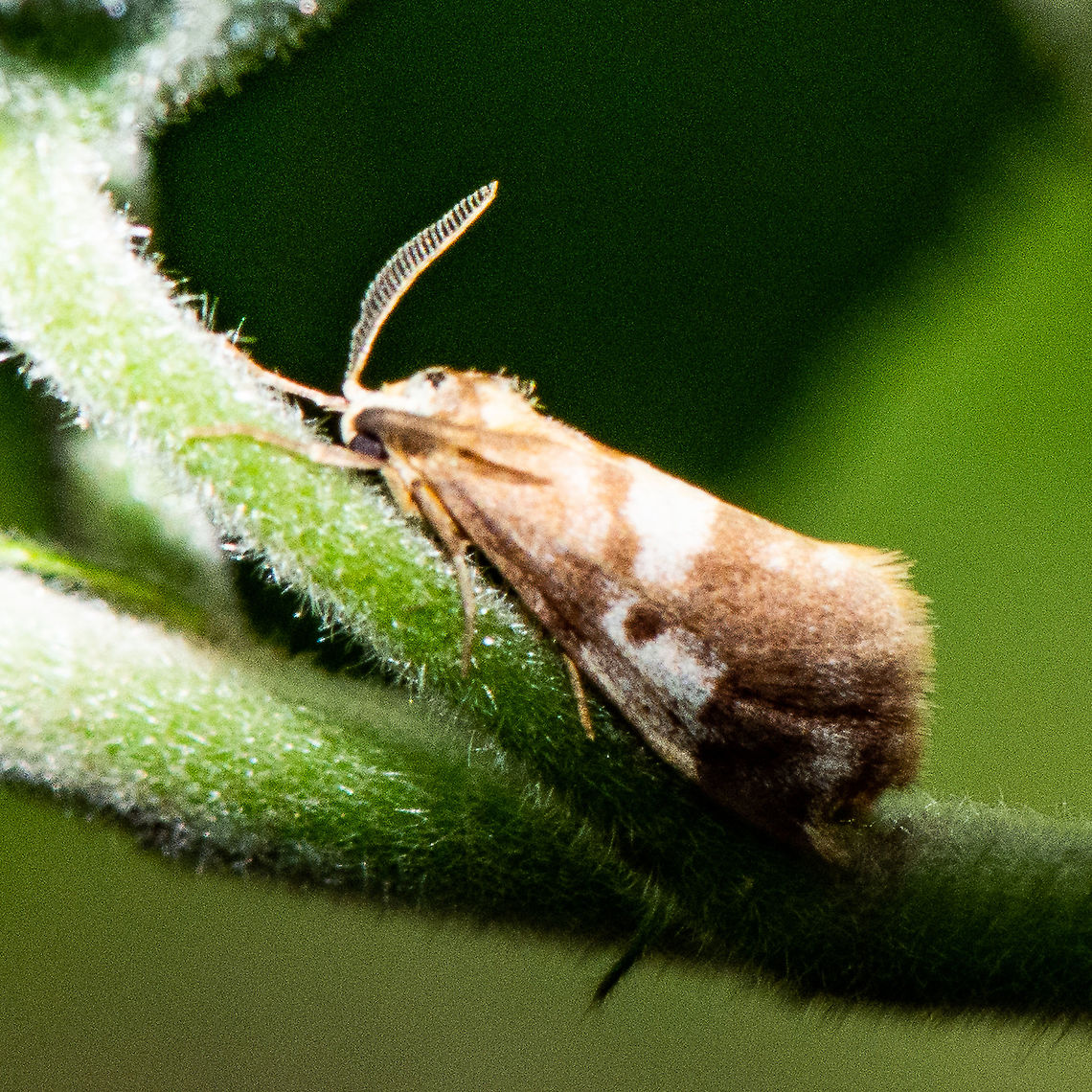 Concealer Moth -  Anestia ombrophanes  Anestia ombrophanes,Australia,Fall,Geotagged