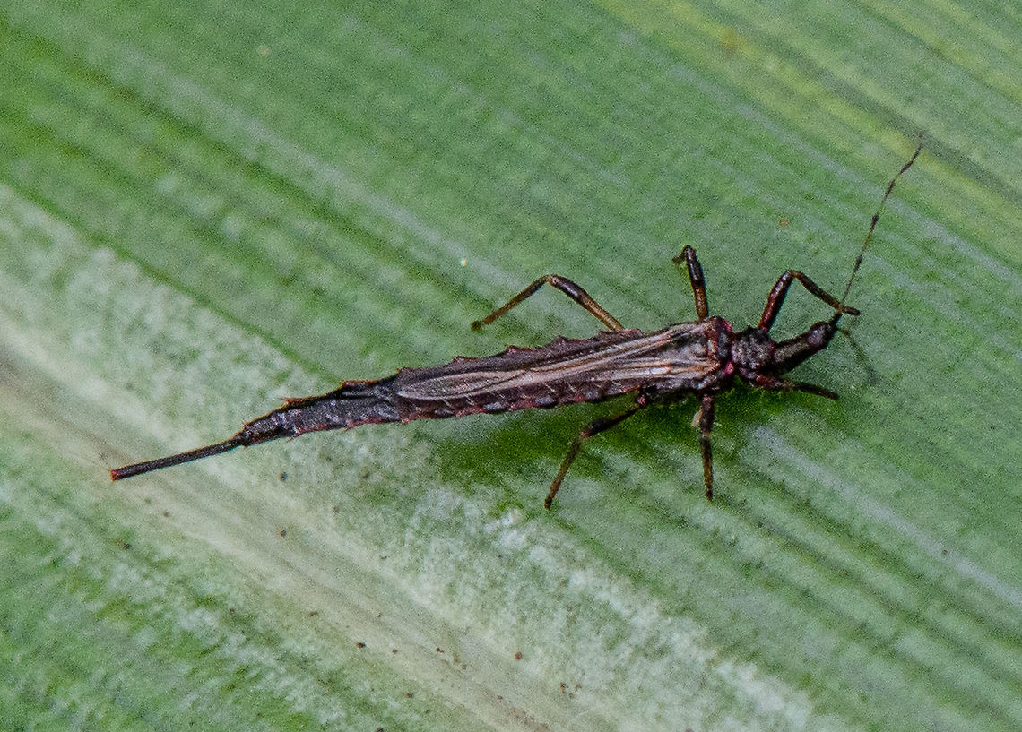 Giant Thrip - Idolothrips spectrum  Australia,Fall,Geotagged,Idolothrips spectrum