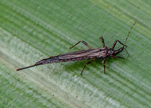Giant Thrip - Idolothrips spectrum  Australia,Fall,Geotagged,Idolothrips spectrum