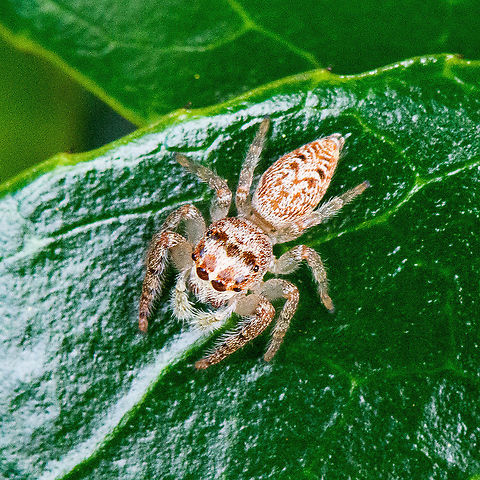 Jumping Spider - Opisthoncus parcedentatus https://ednieuw.home.xs4all.nl/australian/salticidae/Salticidae.html Australia,Fall,Garden jumping spider,Geotagged,Opisthoncus parcedentatus