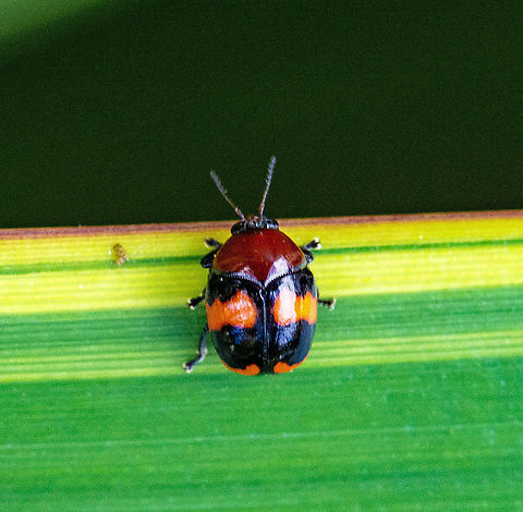 Leaf Beetle - Ditropidus pulchellus  Australia,Ditropidus pulchellus,Fall,Geotagged