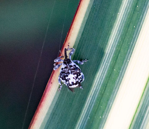 Mogulones larvatus - Paterson's curse crown weevil This was released in Australia to control Paterson's Curse. Australia,Fall,Geotagged,Mogulones larvatus,Paterson's Curse Crown Weevil
