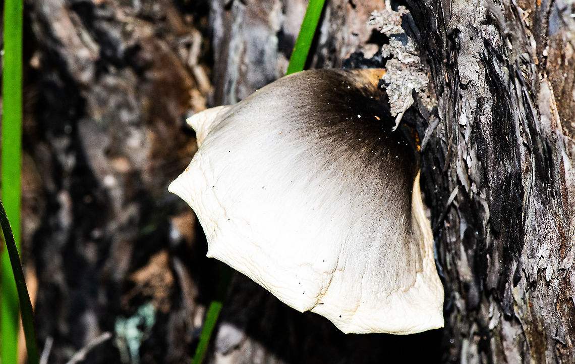 Bracket Mushroom  Australia,Fall,Geotagged