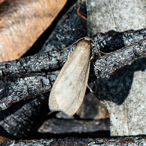 Bark Timber Moth  Australia,Fall,Geotagged