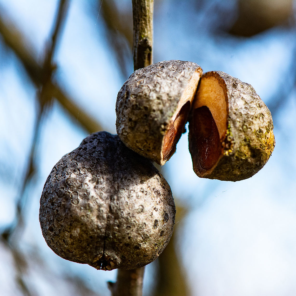 Seed Pods - Hakea Hakea is a genus of about 150 species of plants in the family Proteaceae, all of which are endemic to Australia. Australia,Fall,Geotagged,Hakea Actites,Hakea actites,Hakea laurina,Hakea sericea,Pincushion Hakea,Silky hakea