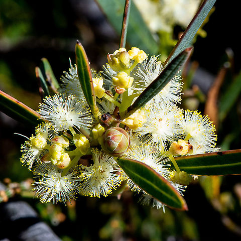 Acacia myrtifolia, Myrtle Wattle ?  Acacia myrtifolia,Australia,Fall,Geotagged,Myrtle wattle