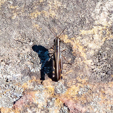 Common Macrotona Australis Grasshopper Likes hopping on rocks I believe Ernst :-) Australia,Common macrotona,Geotagged,Macrotona australis