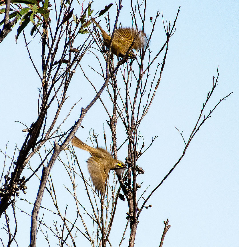 Yellow-Faced Honeyeater - Lichenostomus chrysops Hundreds of these beautiful birds darted past me as I stood at the lookout at the top of Narrow Neck. I wished I had had my 500mm lens with me. :-( Australia,Caligavis chrysops,Fall,Geotagged,Lichenostomus flavus,Yellow honeyeater,Yellow-faced honeyeater