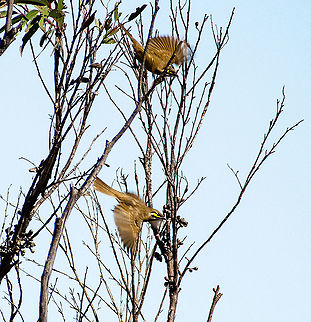 Yellow-Faced Honeyeater - Lichenostomus chrysops Hundreds of these beautiful birds darted past me as I stood at the lookout at the top of Narrow Neck. I wished I had had my 500mm lens with me. :-( Australia,Caligavis chrysops,Fall,Geotagged,Lichenostomus flavus,Yellow honeyeater,Yellow-faced honeyeater