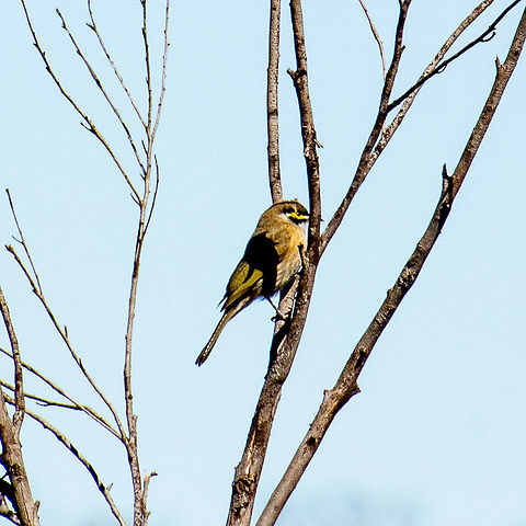Yellow-faced honeyeater - Lichenostomus chrysops  Australia,Caligavis chrysops,Fall,Geotagged,Yellow-faced honeyeater
