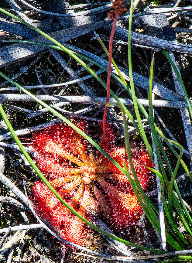 Spoon-Leaved Sundew Worth looking at:<br />
<a href="https://www.emutrekkers.org/news/carnivorous-plants-of-the-blue-mountains" rel="nofollow">https://www.emutrekkers.org/news/carnivorous-plants-of-the-blue-mountains</a> Australia,Drosera spatulata,Fall,Geotagged,Spoon-leaved sundew