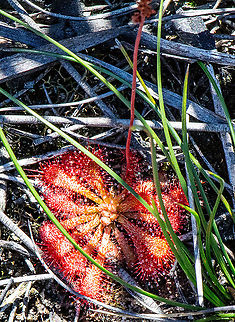 Spoon-Leaved Sundew Worth looking at:
https://www.emutrekkers.org/news/carnivorous-plants-of-the-blue-mountains Australia,Drosera spatulata,Fall,Geotagged,Spoon-leaved sundew