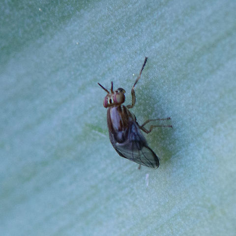 Bent Lauxaniid fly  Steganopsis melanogaster