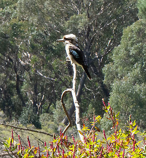 Laughing Kookaburra - Dacelo novaeguineae  Australia,Dacelo novaeguineae,Fall,Geotagged,Laughing Kookaburra