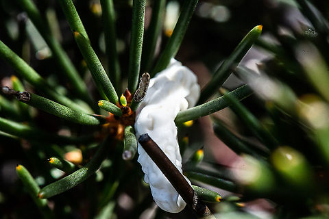 Spittle Bug Foam - (Aphrophoridae) Spittlebugs (family Aphrophoridae) are represented in Australia by a number of small to medium sized brownish sap-feeding insects. The name "spittlebugs" comes from the ability of each nymph to produce a mass of bubbly spittle in which it lives and feeds. The spittle is presumed to help prevent dehydration but it may also assist in repelling predators and parasites. This paper adds a new species, Anyllis spinostylus from Tasmania, to the genus Anyllis which now has three species, all restricted to Australia, the other two being Anyllis leiala, widespread in eastern Australia from Queensland to Tasmania and Anyllis tiegsi from NSW and Victoria.

https://www.dpi.nsw.gov.au/content/research/areas/research-operations/scientific-collections-unit/scientific-outputs/2005/108 Aphrophora alni,Australia,European Alder Spittle Bug,Fall,Geotagged