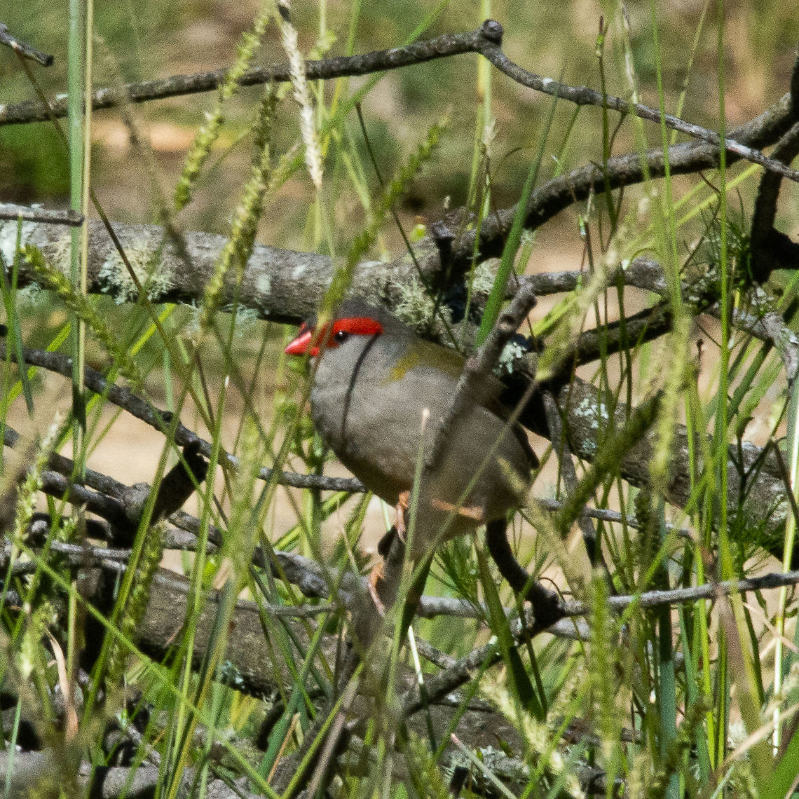 Red-Browed Finch - Neochmia temporalis (male) Often seen foraging for grass seeds on the ground, the Red-browed Finch usually occurs in flocks of up to 10 birds and sometimes more. It often forages with other seed-eating birds, especially other finches and parrots, such as Red-rumped Parrots. Red-browed Finches also often associate with small insectivorous species, especially family groups of Superb Fairy-wrens, as well as Yellow-rumped Thornbills. The association with the fairy-wrens is especially interesting, as the simple song of the Red-browed Finch sometimes sounds superficially similar to the contact call of the Superb Fairy-wren.<br />
<br />
<a href="https://birdlife.org.au/bird-profile/red-browed-finch" rel="nofollow">https://birdlife.org.au/bird-profile/red-browed-finch</a> Australia,Fall,Geotagged,Neochmia temporalis,Red-browed finch