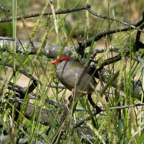 Red-Browed Finch - Neochmia temporalis (male) Often seen foraging for grass seeds on the ground, the Red-browed Finch usually occurs in flocks of up to 10 birds and sometimes more. It often forages with other seed-eating birds, especially other finches and parrots, such as Red-rumped Parrots. Red-browed Finches also often associate with small insectivorous species, especially family groups of Superb Fairy-wrens, as well as Yellow-rumped Thornbills. The association with the fairy-wrens is especially interesting, as the simple song of the Red-browed Finch sometimes sounds superficially similar to the contact call of the Superb Fairy-wren.
https://birdlife.org.au/bird-profile/red-browed-finch Australia,Fall,Geotagged,Neochmia temporalis,Red-browed finch