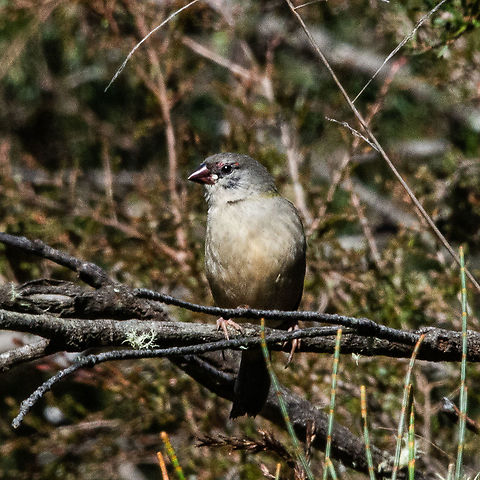 Red-Browed Finch - Female  Australia,Fall,Geotagged,Neochmia temporalis,Red-browed finch