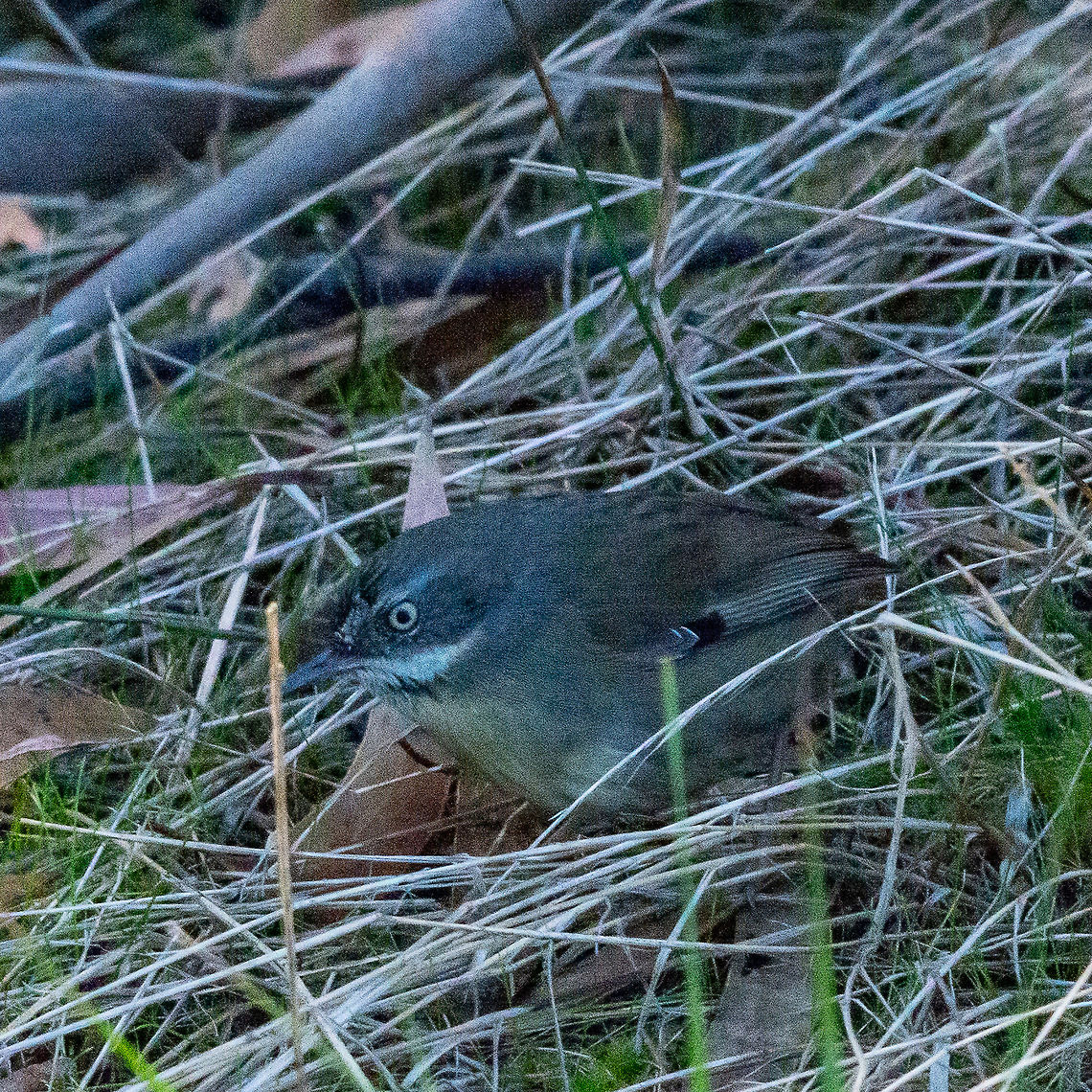 White-browed Scrubwren - Sericornis frontalis ?  Acanthiza,Geotagged,Inland thornbill,Sericornis frontalis,White-browed Scrubwren