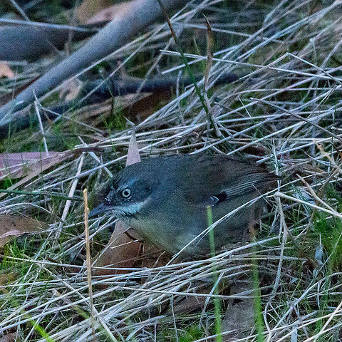 White-browed Scrubwren - Sericornis frontalis ?  Acanthiza,Geotagged,Inland thornbill,Sericornis frontalis,White-browed Scrubwren