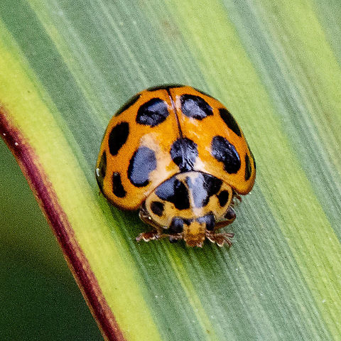 Large spotted ladybird - Harmonia conformis  Australia,Coccinellidae,Fall,Geotagged,Harmonia,Harmonia conformis,Large Spotted Ladybird