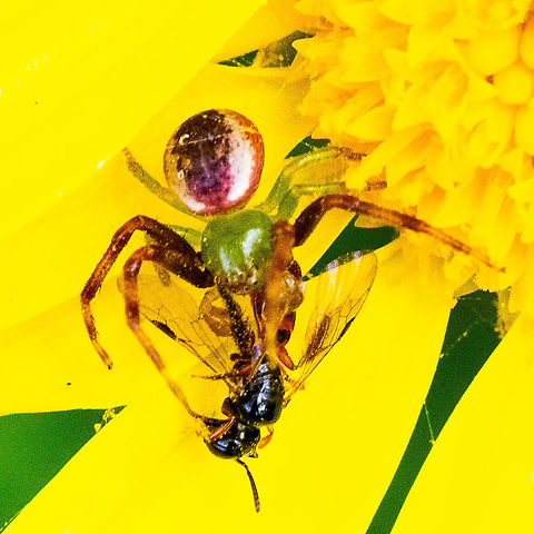 Feasting - Crab Spider - Male - Genus Tharrhalea Caught in the Action Australia,Fall,Geotagged