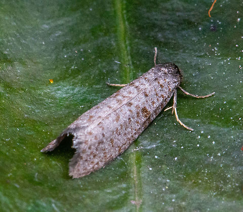 Moth - Lepidoscia euryptera  Australia,Fall,Geotagged,Lepidoscia euryptera
