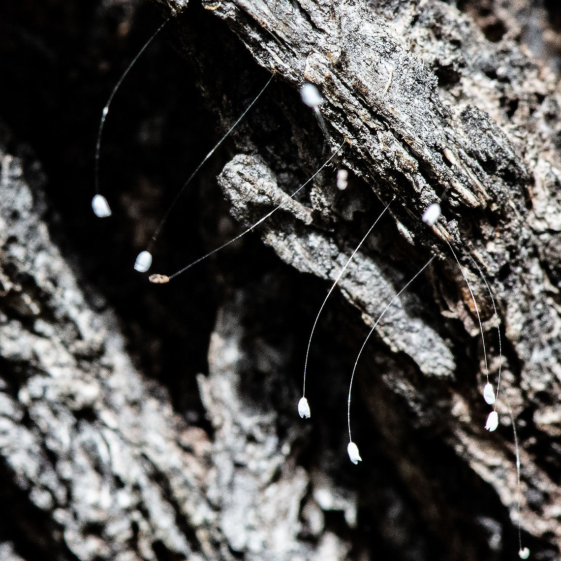 Lacewing Eggs on Bark In my limited experience I have only seen them on leaves. Australia,Chrysopa perla,Chrysoperla carnea,Common green lacewing,Fall,Geotagged