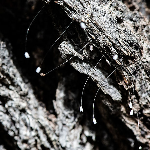 Lacewing Eggs on Bark In my limited experience I have only seen them on leaves. Australia,Chrysopa perla,Chrysoperla carnea,Common green lacewing,Fall,Geotagged