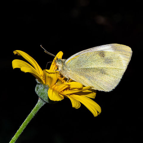 Hello Petal - Small Cabbage White  Australia,Fall,Geotagged,Pieris rapae,Small White