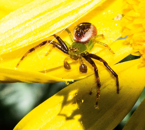 Boxing Gloves Ready - Crab Spider - Male - Genus Diana  Australia,Fall,Geotagged